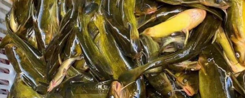 黄骨鱼的繁殖速度快不快，可快速性成熟且产卵量多