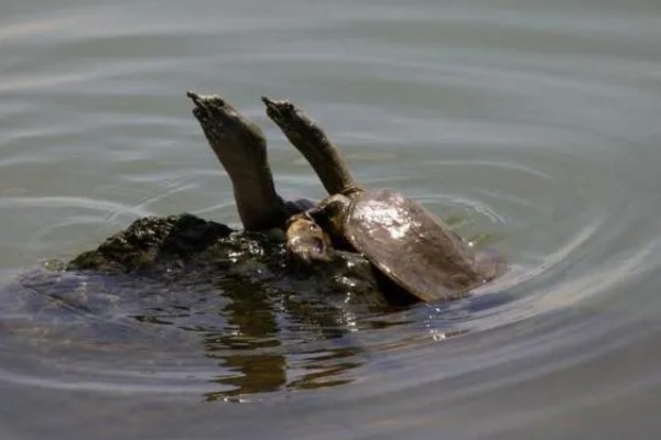 甲鱼在水里能憋多久会死，2个小时左右就会死