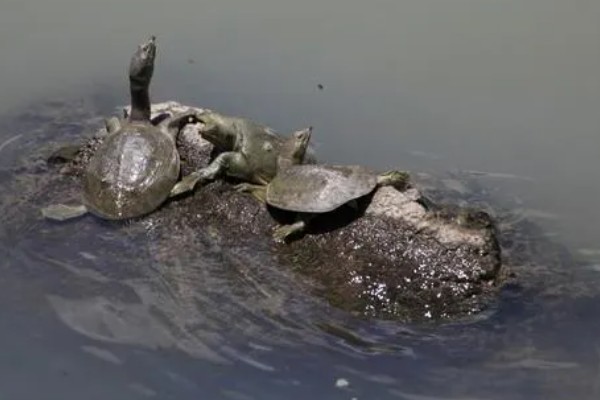 甲鱼在水里能憋多久会死，2个小时左右就会死