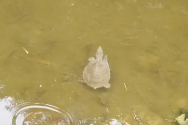 甲鱼在水里能憋多久会死，2个小时左右就会死