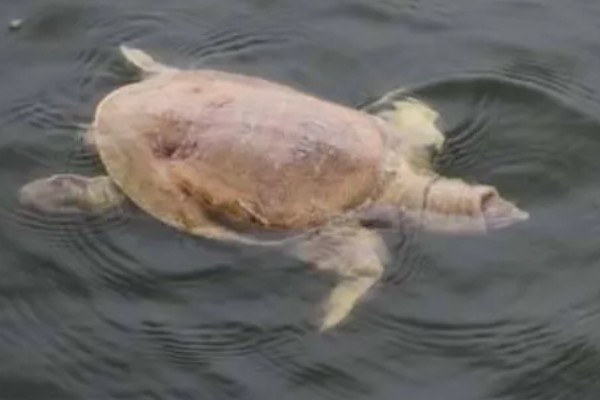 甲鱼在水里能憋多久会死，2个小时左右就会死