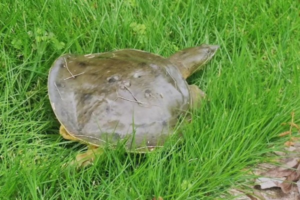 甲鱼在水里能憋多久会死，2个小时左右就会死