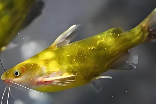 黄骨鱼的繁殖速度快不快，可快速性成熟且产卵量多