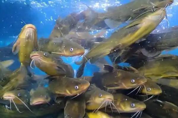 黄骨鱼的繁殖速度快不快，可快速性成熟且产卵量多