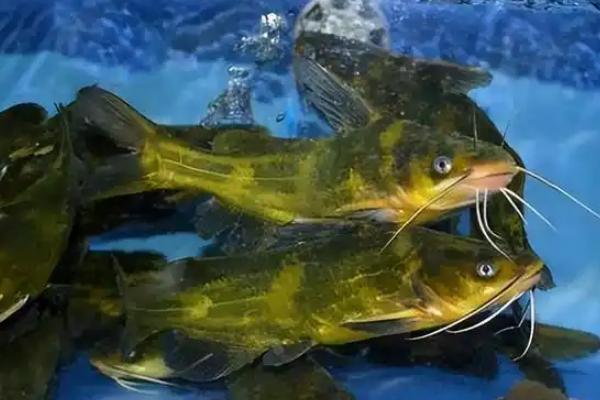 黄骨鱼的繁殖速度快不快，可快速性成熟且产卵量多