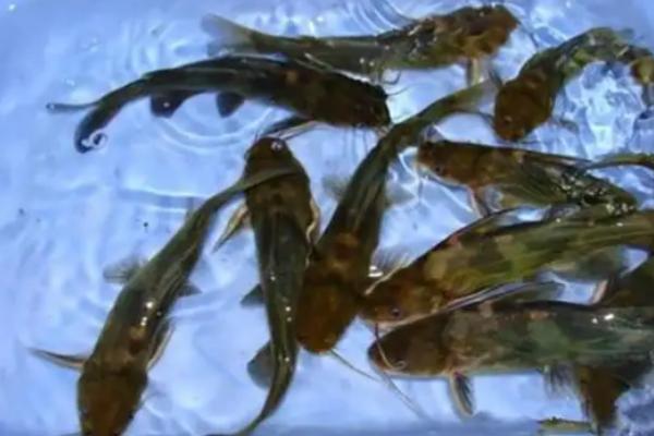 黄骨鱼的繁殖速度快不快，可快速性成熟且产卵量多