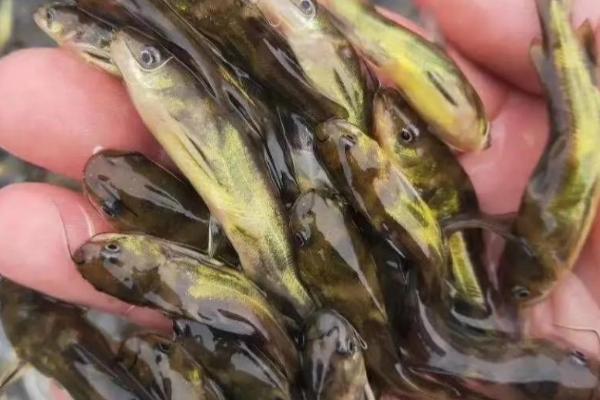 黄骨鱼的繁殖速度快不快，可快速性成熟且产卵量多