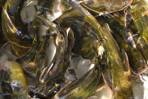 黄骨鱼的繁殖速度快不快，可快速性成熟且产卵量多