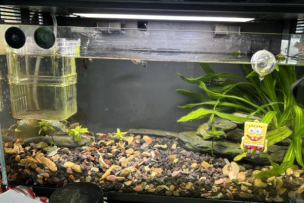 观赏鱼缸的换水方法,每周更换一次