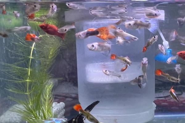 观赏鱼缸的换水方法,每周更换一次