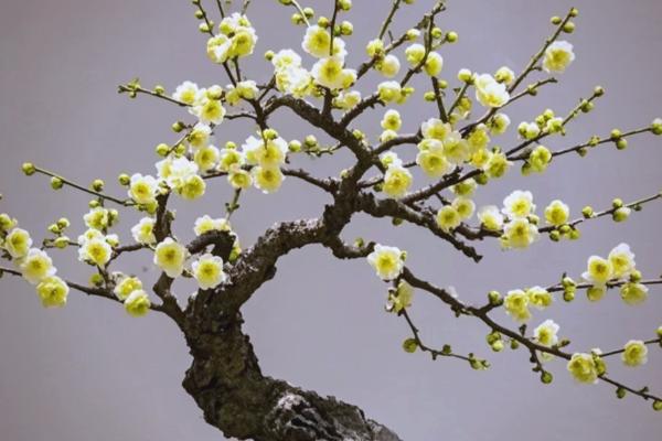 盆栽梅花的浇水方法，等土壤发白时再浇