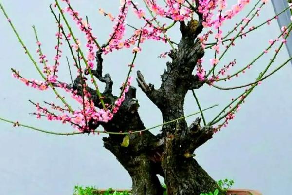 盆栽梅花的浇水方法，等土壤发白时再浇