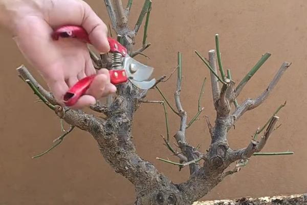 盆栽梅花的浇水方法，等土壤发白时再浇