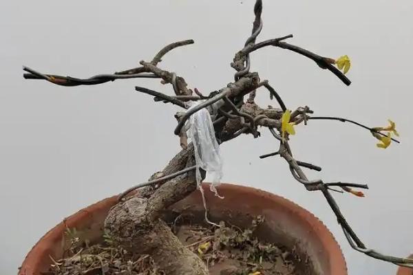 盆栽梅花的浇水方法，等土壤发白时再浇