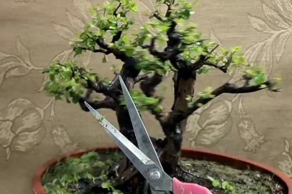 盆栽梅花的浇水方法，等土壤发白时再浇