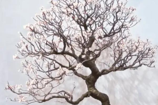 盆栽梅花的浇水方法，等土壤发白时再浇