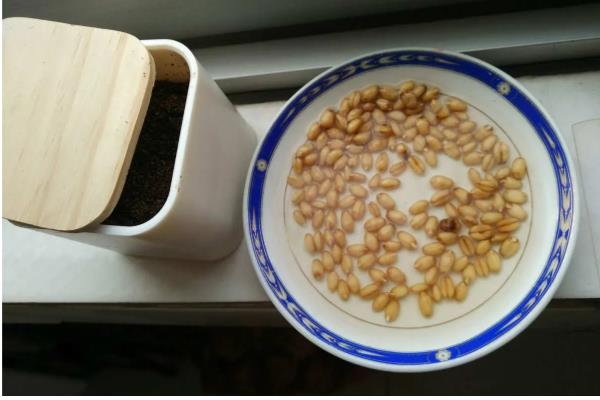 小麦种子要泡多久才可以种,要浸泡5-12小时左右