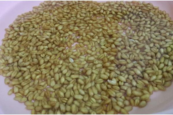 小麦种子要泡多久才可以种,要浸泡5-12小时左右