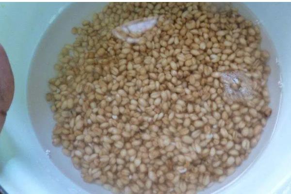 小麦种子要泡多久才可以种,要浸泡5-12小时左右