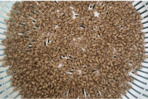 小麦种子要泡多久才可以种,要浸泡5-12小时左右