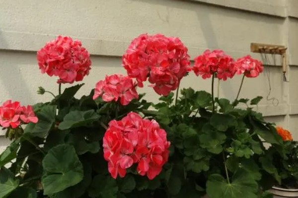 天竺葵花苞干枯如何处理，缺少养分可在花期追施含磷复合肥