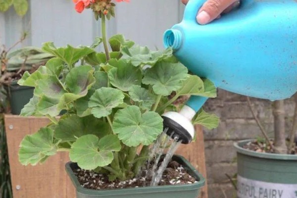 天竺葵花苞干枯如何处理，缺少养分可在花期追施含磷复合肥