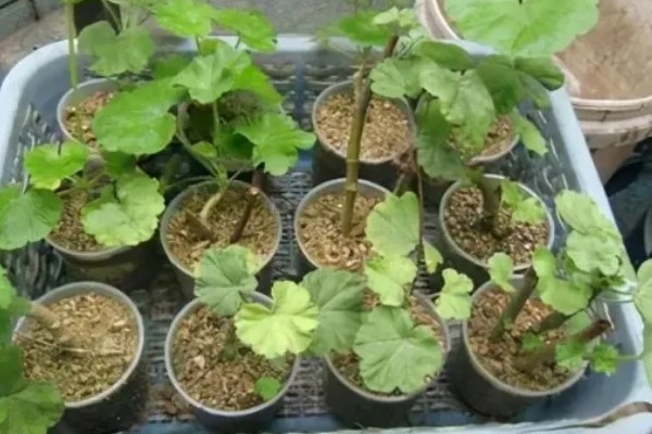 天竺葵花苞干枯如何处理，缺少养分可在花期追施含磷复合肥