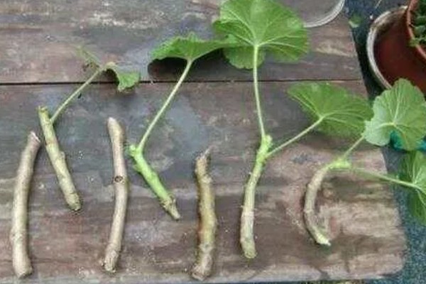 天竺葵花苞干枯如何处理，缺少养分可在花期追施含磷复合肥