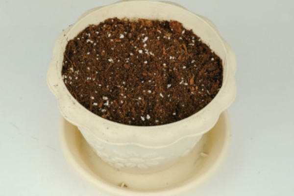 天竺葵花苞干枯如何处理，缺少养分可在花期追施含磷复合肥