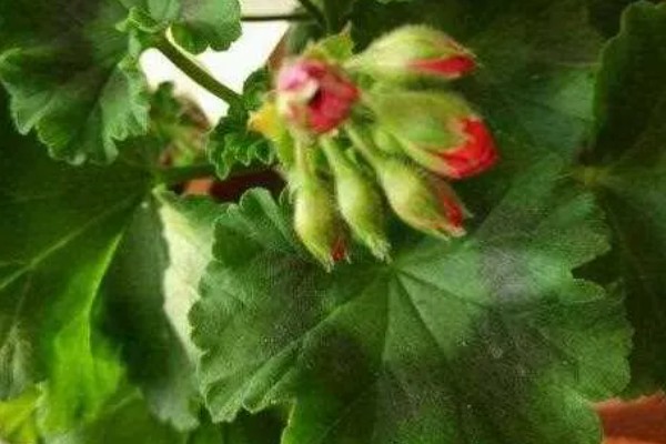 天竺葵花苞干枯如何处理，缺少养分可在花期追施含磷复合肥