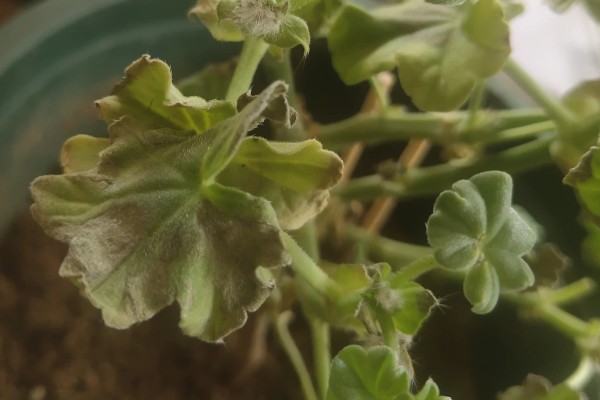 天竺葵花苞干枯如何处理，缺少养分可在花期追施含磷复合肥