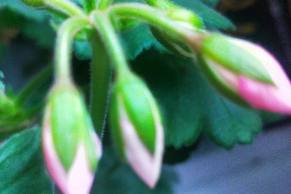 天竺葵花苞干枯如何处理，缺少养分可在花期追施含磷复合肥