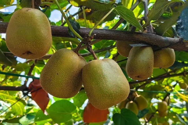 红心猕猴桃的价格,一斤需要6-12元左右