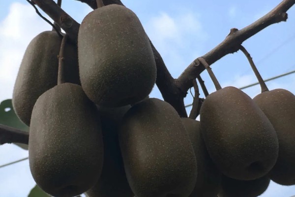 红心猕猴桃的价格,一斤需要6-12元左右