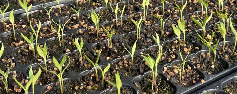 辣椒移栽后死棵的原因，可能是幼苗带菌所致