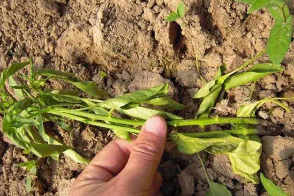 辣椒移栽后死棵的原因，可能是幼苗带菌所致