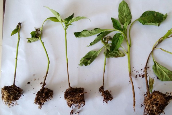 辣椒移栽后死棵的原因，可能是幼苗带菌所致