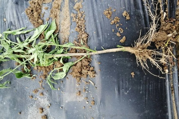 辣椒移栽后死棵的原因，可能是幼苗带菌所致