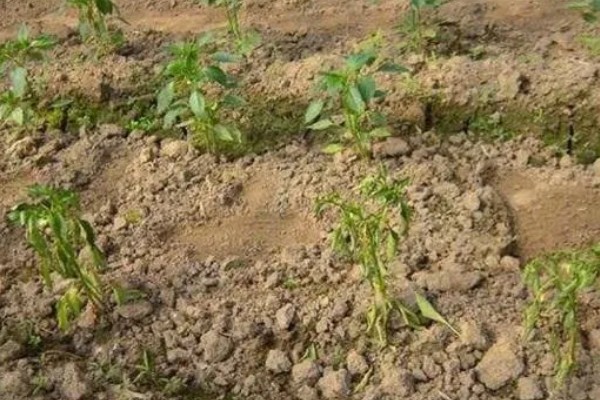 辣椒移栽后死棵的原因，可能是幼苗带菌所致