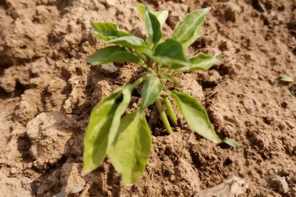 辣椒移栽后死棵的原因，可能是幼苗带菌所致