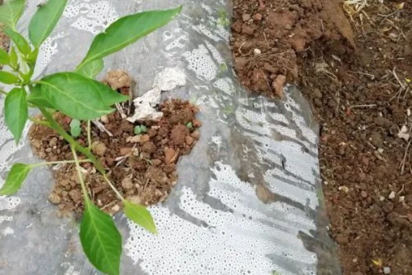 辣椒移栽后死棵的原因，可能是幼苗带菌所致