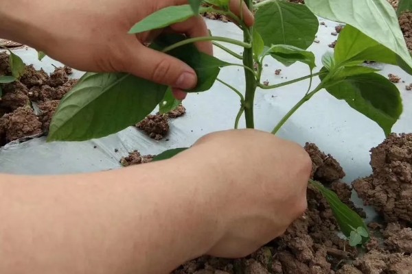 辣椒移栽后死棵的原因，可能是幼苗带菌所致