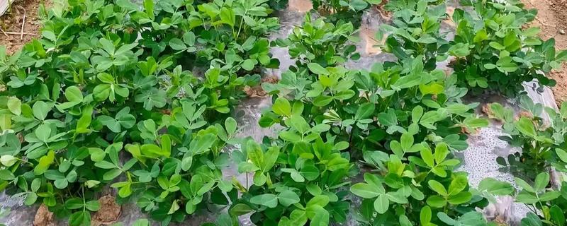 连作花生怎么防治病虫害，选择合适的农药制剂来防治