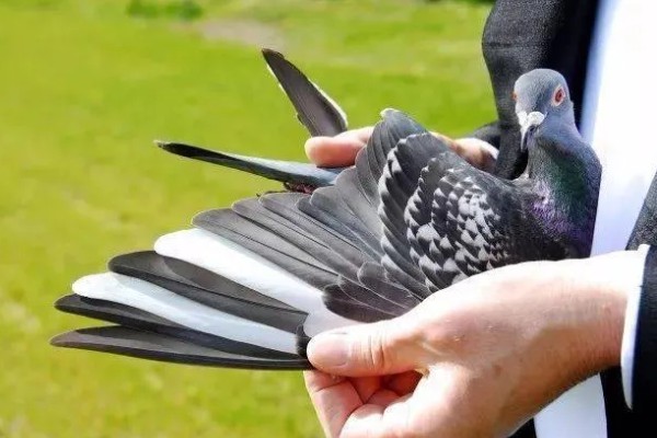 鸽子翅膀下垂的原因，缺素、患病都会导致