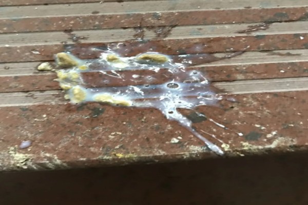 鸽子翅膀下垂的原因，缺素、患病都会导致