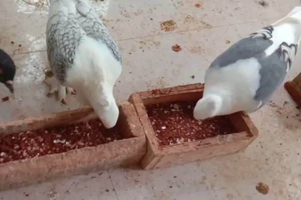 鸽子翅膀下垂的原因，缺素、患病都会导致