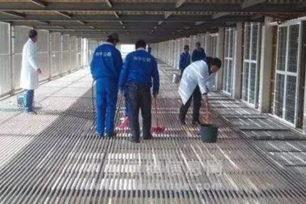 鸽子翅膀下垂的原因，缺素、患病都会导致