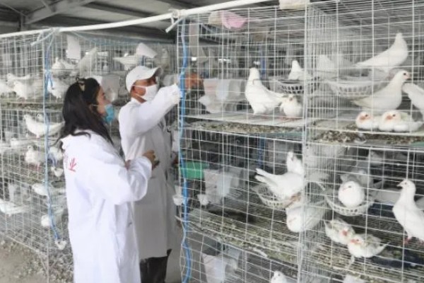 鸽子翅膀下垂的原因，缺素、患病都会导致