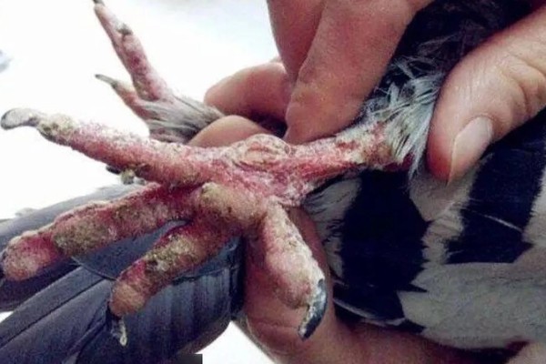 鸽子翅膀下垂的原因，缺素、患病都会导致