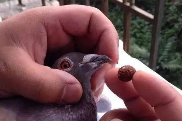 鸽子翅膀下垂的原因，缺素、患病都会导致